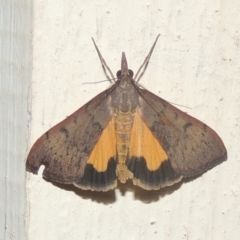 Uresiphita ornithopteralis (Tree Lucerne Moth) at Pollinator-friendly garden Conder - 20 Dec 2020 by michaelb