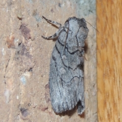 Discophlebia catocalina at Conder, ACT - 22 Dec 2020