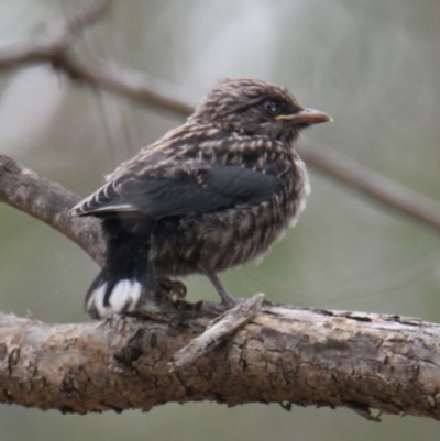 Artamus cyanopterus (Dusky Woodswallow) at Albury - 1 Feb 2021 by PaulF