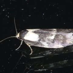 Palimmeces leucopelta (A concealer moth) at Ainslie, ACT - 3 Feb 2021 by jb2602