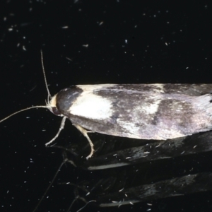 Palimmeces leucopelta at Ainslie, ACT - 3 Feb 2021