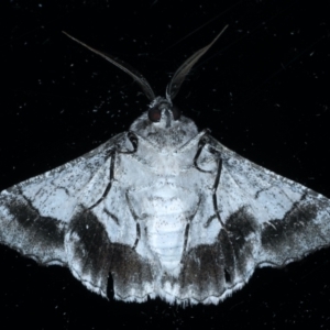 Hypobapta diffundens at Ainslie, ACT - 3 Feb 2021 09:50 PM