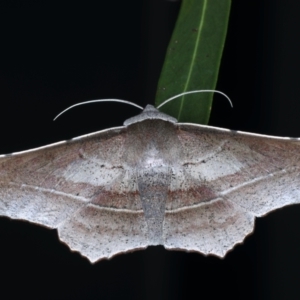 Oenochroma vetustaria at Ainslie, ACT - 3 Feb 2021