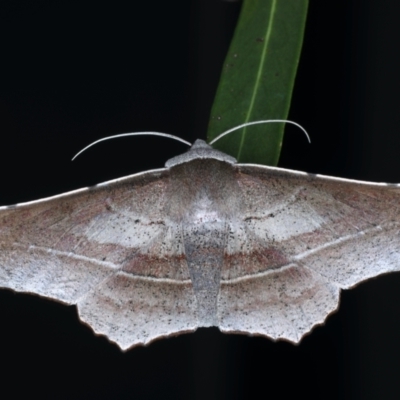 Oenochroma vetustaria (Ribbed Wine Moth) at Ainslie, ACT - 3 Feb 2021 by jbromilow50