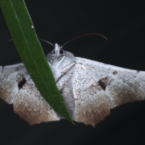 Oenochroma vetustaria at Ainslie, ACT - 3 Feb 2021