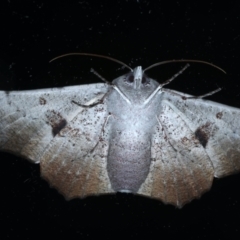 Oenochroma vetustaria at Ainslie, ACT - 3 Feb 2021