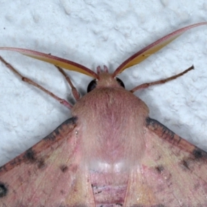 Oenochroma vinaria at Ainslie, ACT - 3 Feb 2021