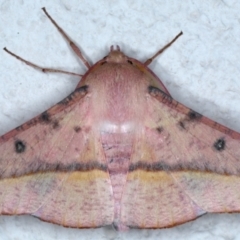 Oenochroma vinaria at Ainslie, ACT - 3 Feb 2021