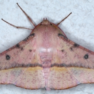 Oenochroma vinaria at Ainslie, ACT - 3 Feb 2021