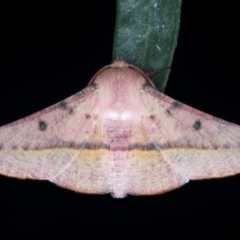 Oenochroma vinaria at Ainslie, ACT - 3 Feb 2021