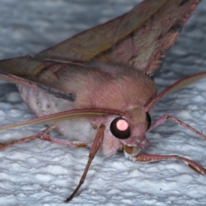 Oenochroma vinaria at Ainslie, ACT - 3 Feb 2021