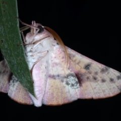 Oenochroma vinaria at Ainslie, ACT - 3 Feb 2021