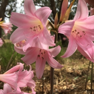 Amaryllis belladonna (Naked Ladies, Belladonna Lily) at Wodonga, VIC - 4 Feb 2021 by Alburyconservationcompany