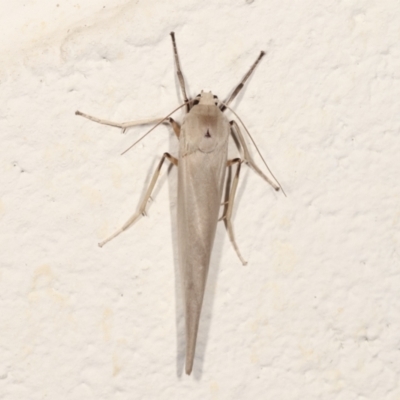 Calamidia hirta (Calamidia hirta) at Melba, ACT - 26 Jan 2021 by kasiaaus