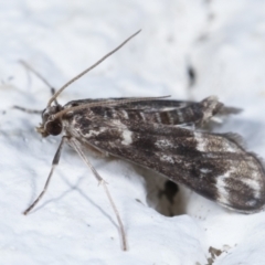 Hygraula nitens at Melba, ACT - 27 Jan 2021 11:05 PM