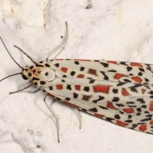 Utetheisa pulchelloides at Melba, ACT - 27 Jan 2021 09:05 PM