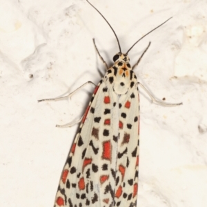 Utetheisa pulchelloides at Melba, ACT - 27 Jan 2021