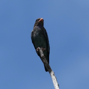 Eurystomus orientalis at Fyshwick, ACT - 3 Feb 2021