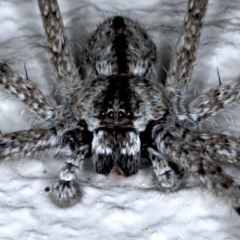 Pediana sp. (genus) (A huntsman spider) at Ainslie, ACT - 3 Feb 2021 by jb2602