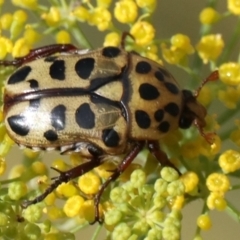 Neorrhina punctatum (Spotted flower chafer) at Fyshwick, ACT - 3 Feb 2021 by jb2602