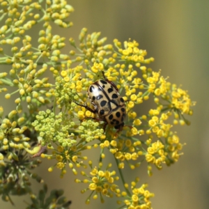 Neorrhina punctata at Fyshwick, ACT - 3 Feb 2021