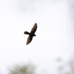 Falco berigora (Brown Falcon) at Canyonleigh, NSW - 3 Feb 2021 by NigeHartley