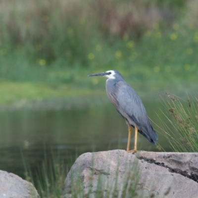 Egretta novaehollandiae (White-faced Heron) at Moss Vale - 2 Feb 2021 by NigeHartley