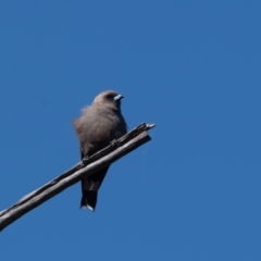 Artamus cyanopterus (Dusky Woodswallow) at Canyonleigh, NSW - 2 Feb 2021 by NigeHartley