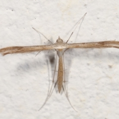 Stenoptilia zophodactylus (Dowdy Plume Moth) at Melba, ACT - 28 Jan 2021 by kasiaaus