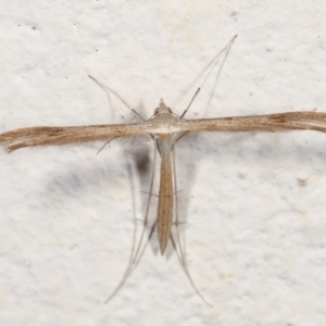 Stenoptilia zophodactylus at Melba, ACT - 28 Jan 2021