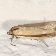 Palimmeces pseudomorpha at Melba, ACT - 30 Jan 2021