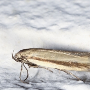 Palimmeces pseudomorpha at Melba, ACT - 30 Jan 2021