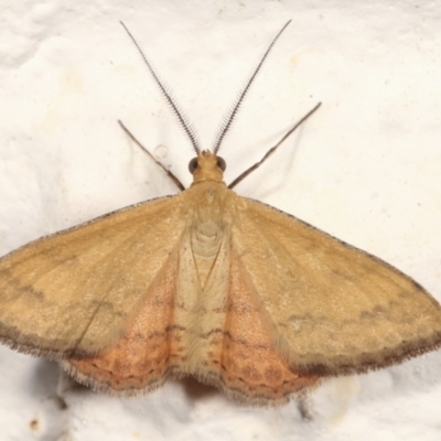 Scopula rubraria (Reddish Wave, Plantain Moth) at Melba, ACT - 28 Jan 2021 by kasiaaus