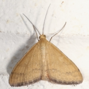 Scopula rubraria at Melba, ACT - 28 Jan 2021