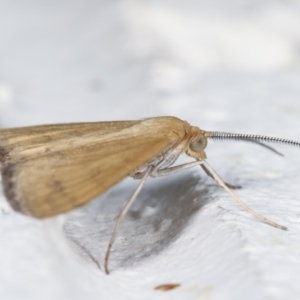 Scopula rubraria at Melba, ACT - 28 Jan 2021