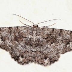 Unplaced externaria (Mahogany Bark Moth) at Melba, ACT - 28 Jan 2021 by kasiaaus
