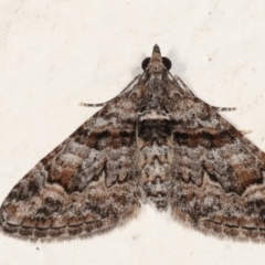 Phrissogonus laticostata (Apple looper moth) at Melba, ACT - 28 Jan 2021 by kasiaaus