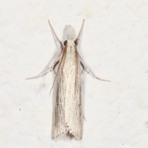 Culladia cuneiferellus at Melba, ACT - 28 Jan 2021