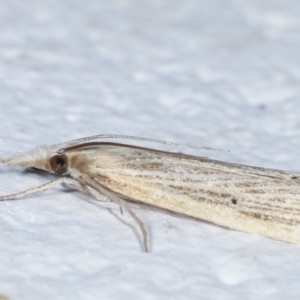 Culladia cuneiferellus at Melba, ACT - 28 Jan 2021