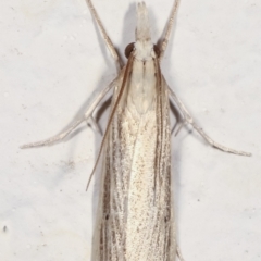 Culladia cuneiferellus at Melba, ACT - 28 Jan 2021