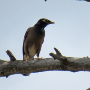 Acridotheres tristis at Jerrabomberra, NSW - 4 Feb 2021