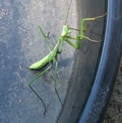 Pseudomantis albofimbriata at Harrison, ACT - 2 Feb 2021