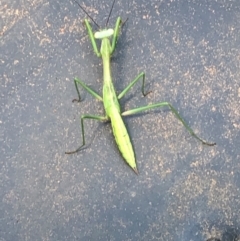 Pseudomantis albofimbriata at Harrison, ACT - 2 Feb 2021