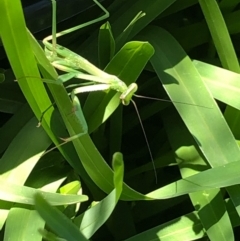 Pseudomantis albofimbriata at Harrison, ACT - 2 Feb 2021