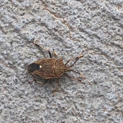 Poecilometis strigatus (Gum Tree Shield Bug) at Gungahlin, ACT - 4 Feb 2021 by Petal