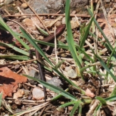 Lampropholis delicata (Delicate Skink) at Uriarra Village, ACT - 2 Feb 2021 by RodDeb