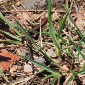 Lampropholis delicata at Uriarra Village, ACT - 2 Feb 2021