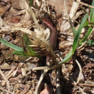 Lampropholis delicata at Uriarra Village, ACT - 2 Feb 2021