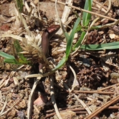 Lampropholis delicata at Uriarra Village, ACT - 2 Feb 2021 01:00 PM