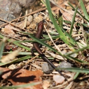 Lampropholis delicata at Uriarra Village, ACT - 2 Feb 2021